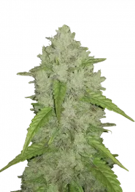 Fast Buds Original Amnesia Haze AUTO - 3 automatisierte Samen