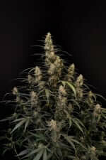 Fast Buds Original Amnesia Haze AUTO - 3 automatisierte Samen