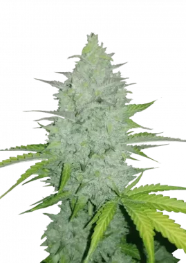 Fast Buds Original Cheese AUTO - 3 autoflowering Samen