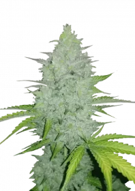 Fast Buds Original Cheese AUTO - 3 autoflowering Samen