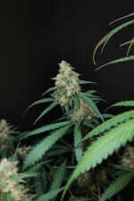 Fast Buds Original Cheese AUTO - 3 automated seeds