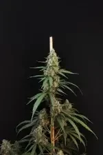 Fast Buds Original Cheese AUTO - 3 autoflowering Samen