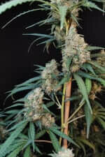 Fast Buds Original Cheese AUTO - 3 autoflowering Samen