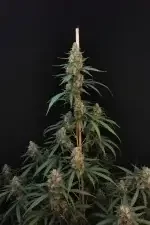 Fast Buds Original Cheese AUTO - 3 automatisierte Samen