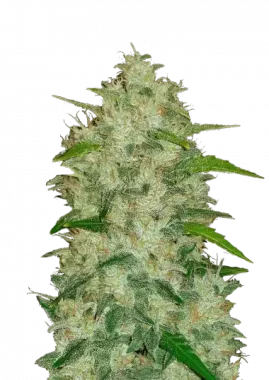 Fast Buds Original Chemdawg AUTO - 3 autoflowering Samen