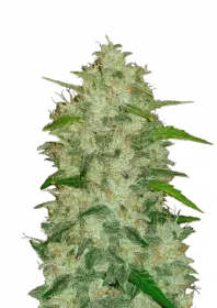 Fast Buds Original Chemdawg AUTO - 3 automated seeds