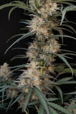 Fast Buds Original Chemdawg AUTO - 3 autoflowering Samen