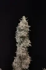 Fast Buds Original Chemdawg AUTO - 3 automated seeds