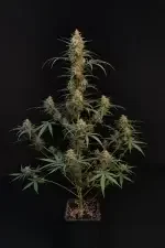 Fast Buds Original Chemdawg AUTO - 3 autoflowering Samen