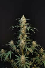 Fast Buds Original Chemdawg AUTO - 3 autoflowering Samen