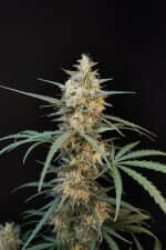 Fast Buds Original Chemdawg AUTO - 3 autoflowering Samen