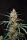 Fast Buds Original Chemdawg AUTO - 3 autoflowering Samen