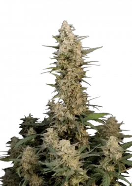 Fast Buds Original Critical AUTO - 3 autoflowering Samen