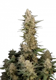 Fast Buds Original Critical AUTO - 3 automated seeds