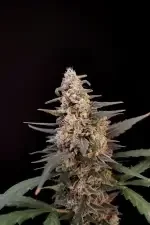 Fast Buds Original Critical AUTO - 3 automated seeds