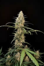 Fast Buds Original Critical AUTO - 3 autoflowering Samen