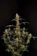 Fast Buds Original Critical AUTO - 3 autoflowering Samen