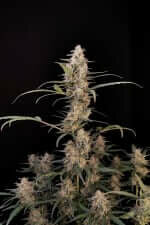 Fast Buds Original Critical AUTO - 3 automatisierte Samen