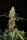 Fast Buds Original Critical AUTO - 3 autoflowering Samen