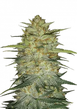 Fast Buds Original OG Kush - 3 automatisierte Samen