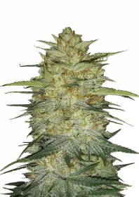 Fast Buds Original OG Kush - 3 automatisierte Samen