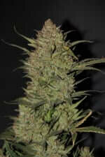 Fast Buds Original OG Kush - 3 automatisierte Samen