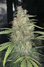 Fast Buds Original OG Kush - 3 automatisierte Samen