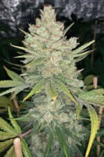 Fast Buds Original OG Kush - 3 automatisierte Samen