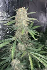 Fast Buds Original OG Kush - 3 automatisierte Samen