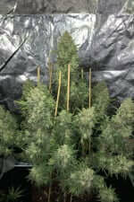 Fast Buds Original OG Kush - 3 automatisierte Samen