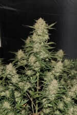 Fast Buds Original OG Kush - 3 automatisierte Samen