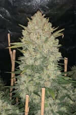 Fast Buds Original OG Kush AUTO - 3 autoflowering Samen