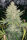 Fast Buds Original OG Kush - 3 automatisierte Samen