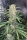 Fast Buds Original OG Kush - 3 automatisierte Samen