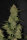 Fast Buds Original OG Kush - 3 automatisierte Samen