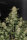 Fast Buds Original OG Kush - 3 automatisierte Samen