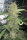 Fast Buds Original OG Kush - 3 automatisierte Samen