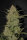 Fast Buds Original OG Kush AUTO - 3 autoflowering Samen