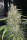 Fast Buds Original OG Kush AUTO - 3 autoflowering Samen