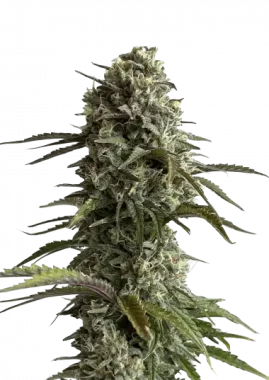 Fast Buds Original Skunk AUTO - 3 autoflowering Samen