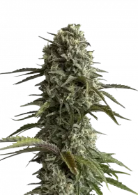 Fast Buds Original Skunk AUTO - 3 automated seeds