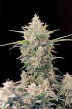 Fast Buds Original Skunk AUTO - 3 automated seeds