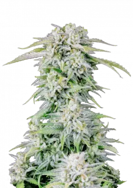 Fast Buds Original Afghan Kush AUTO - 3 autoflowering Samen