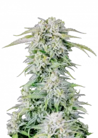 Fast Buds Original Afghan Kush AUTO - 3 autoflowering Samen