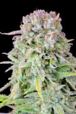 Fast Buds Original Afghan Kush AUTO - 3 automated seeds