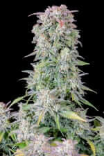 Fast Buds Original Afghan Kush AUTO - 3 automated seeds