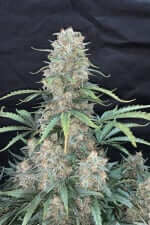 Fast Buds Original Afghan Kush AUTO - 3 automated seeds