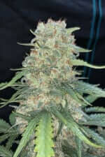 Fast Buds Original Afghan Kush AUTO - 3 automated seeds