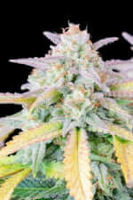 Fast Buds Original Afghan Kush AUTO - 3 automated seeds