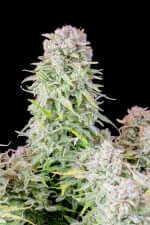 Fast Buds Original Afghan Kush AUTO - 3 automatisierte Samen